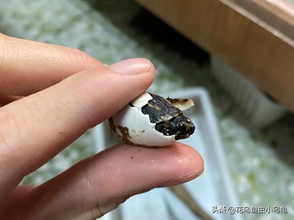 長不大的迷你龜，果核龜