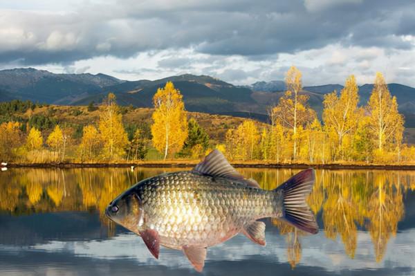 初冬野釣鯽魚，遇到這兩種情況，就要果斷改變上餌手法