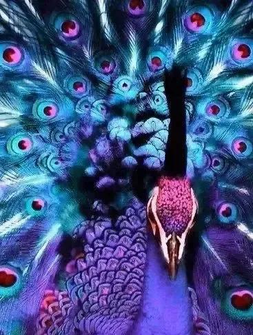 分享圖片——美醉的孔雀東南飛