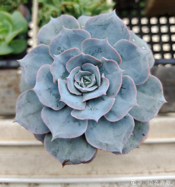 紅、黃、藍、黑，4種彩色多肉，你喜歡哪一款？