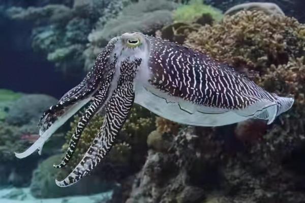 什麼季節釣魷魚?釣魷魚入門裝備有哪些? 什麼季節釣魷魚?釣魷魚入門裝備有哪些?