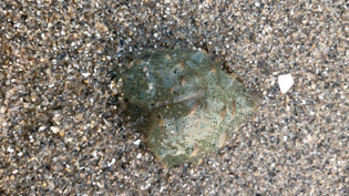 請問你們這些海洋動物,到底是男是女? 請問你們這些海洋動物,到底是男是女?