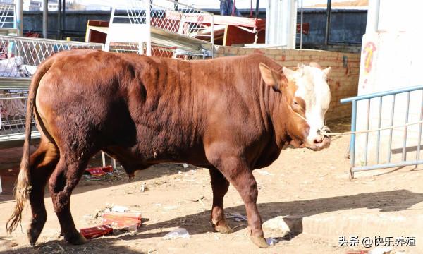 牛販子收牛4個“歪招”，讓一頭牛最少輕30斤，少賣500元