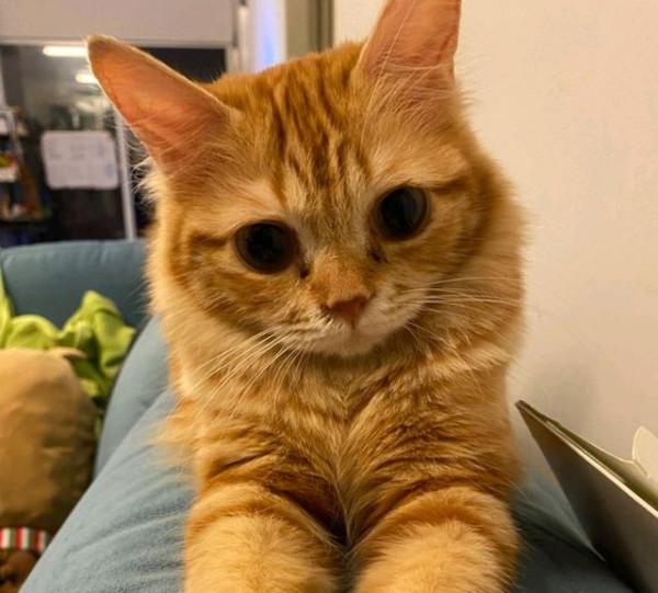 撿到一隻“爛眼貓”,女孩說不在乎貓顏值,卻意外收穫一隻超美貓 撿到一隻“爛眼貓”,女孩說不在乎貓顏值,卻意外收穫一隻超美貓