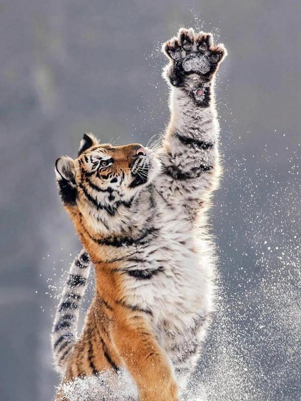 賈玲這張紅毯照太可了