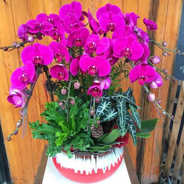 漂亮的蝴蝶蘭大全，顏色各異、姿態萬千