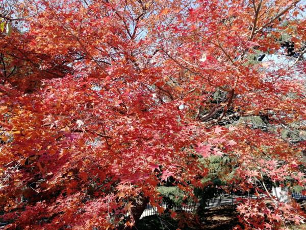 中山公園一日遊