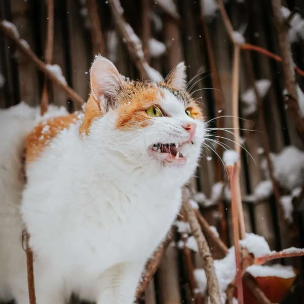 聽說我沒有脖子? 聽說我沒有脖子?