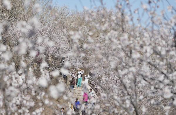 快來打卡！北京這裡有一處“山桃花谷”，花海引人入勝