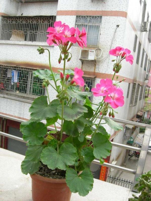 這5種“花”不用太上心，越“管”越差，2個月不澆水，竟爆盆了