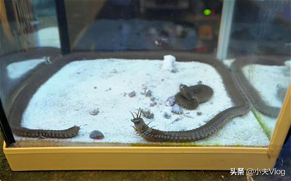 世界上最長的多毛類動物&mdash;&mdash;博位元蟲，進來看看味道如何