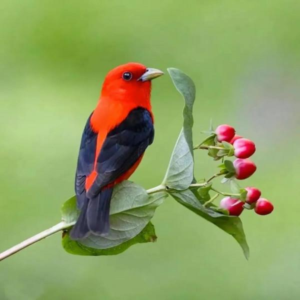 分享圖片&mdash;&mdash;美麗彩色小鳥集錦