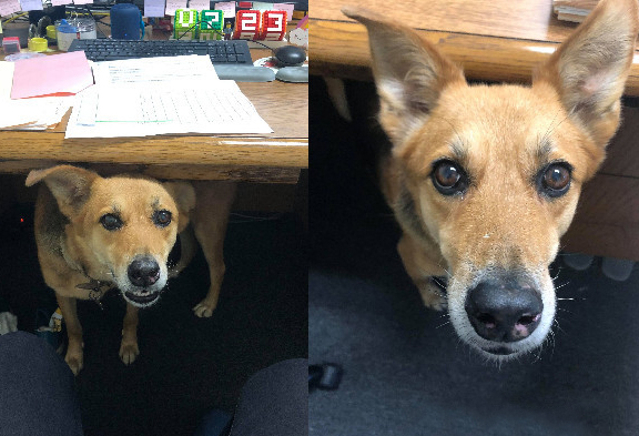 上班沒氣氛,老闆要求帶狗上班,這樣的公司還招不招人? 上班沒氣氛,老闆要求帶狗上班,這樣的公司還招不招人?