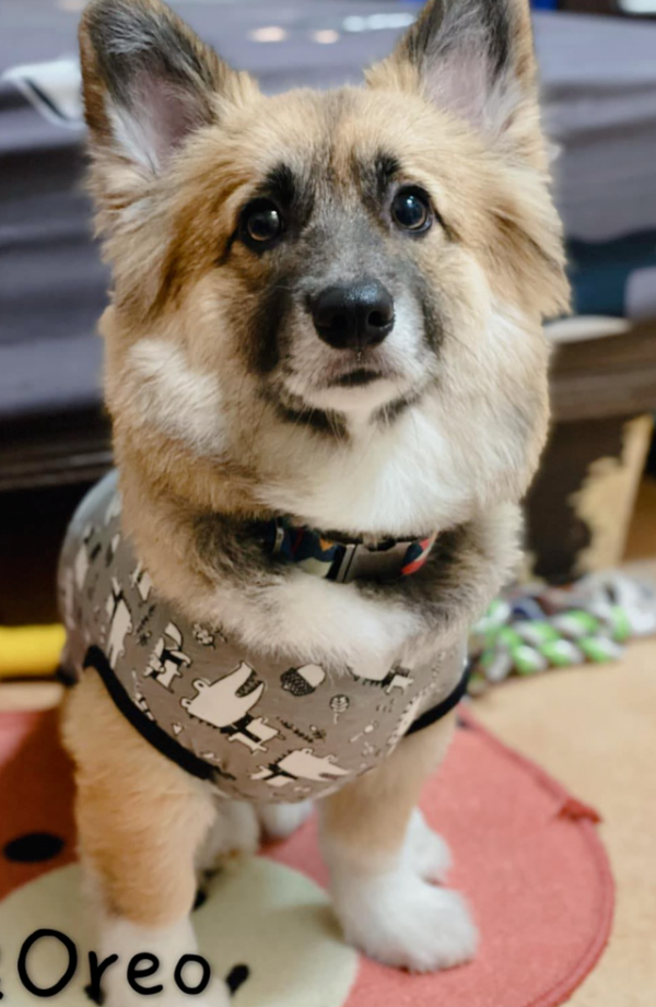 男子養了只黑色的柯基，一年後卻滿頭問號：怎麼掉色了呢？