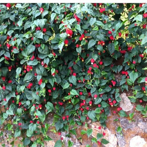 陽臺養盆&OpenCurlyDoubleQuote;喜慶花&rdquo;，花色紅豔，花很多不停長，變成一片小森林