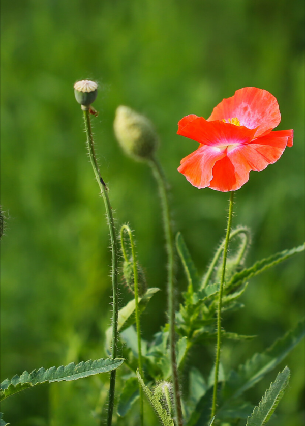 “越漂亮的花越有毒”!認識11種“有毒植物”,遠離危害 “越漂亮的花越有毒”!認識11種“有毒植物”,遠離危害