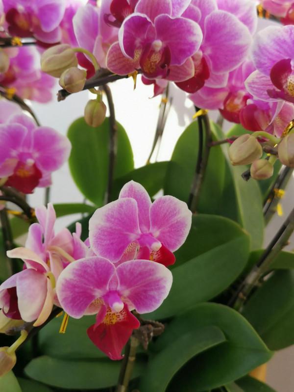 一盆盛開的蝴蝶蘭花