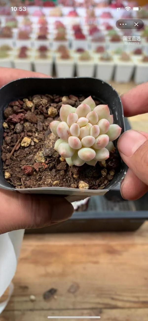 看了就想養的多肉啊