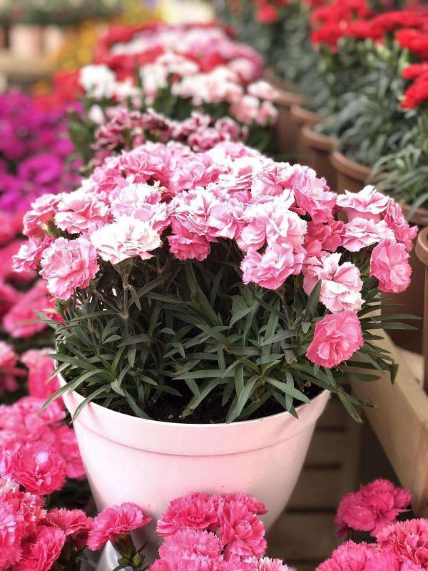 陽臺空著用不著？看一下這4種花，養好了陽臺變花園