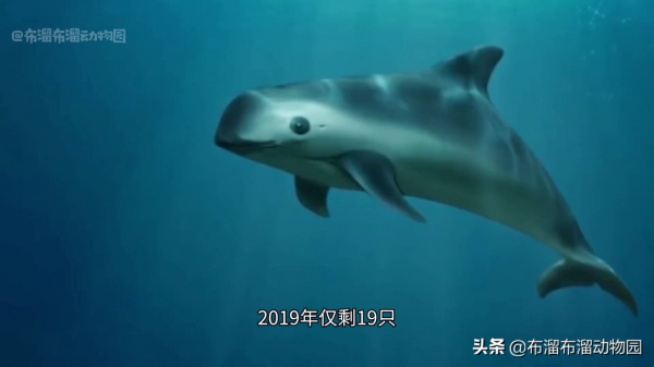 幾代單傳了不起啊?這10種瀕危動物,全物種僅剩一種 幾代單傳了不起啊?這10種瀕危動物,全物種僅剩一種