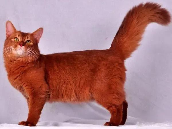 24種罕見顏色動物欣賞 24種罕見顏色動物欣賞