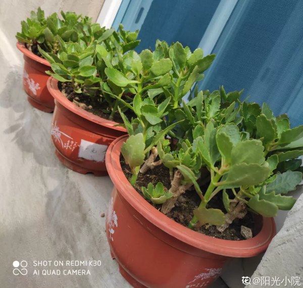 蟹爪蘭、長壽花僵苗,必須掐幾下,重新換盆養 蟹爪蘭、長壽花僵苗,必須掐幾下,重新換盆養