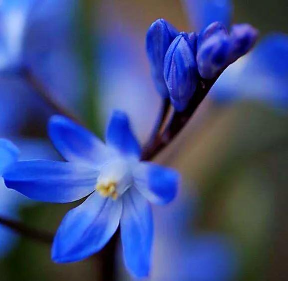 雪光花～早春開花，小巧別緻