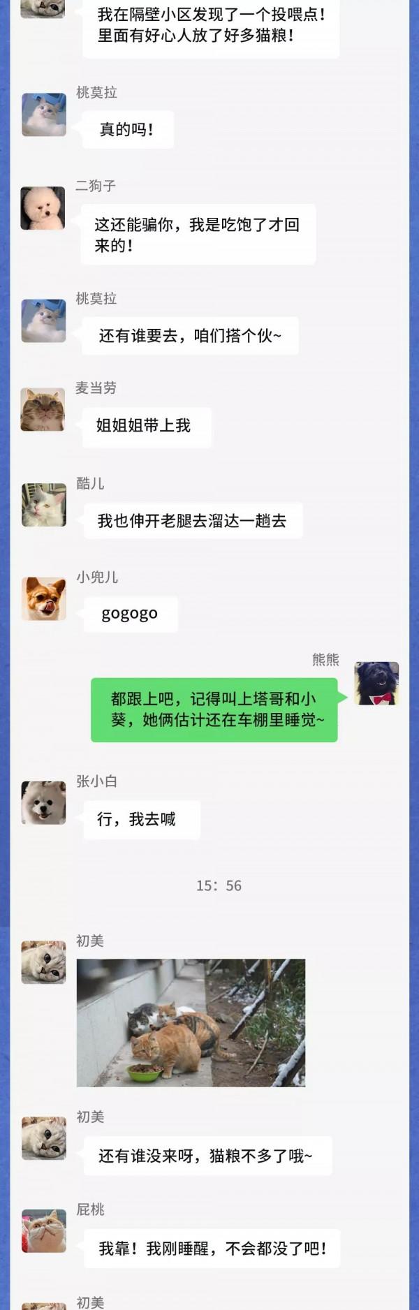 寒潮之下，流浪動物在一個群裡會聊什麼？