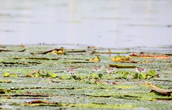 浩瀚的湖面上，幾隻呆萌雛鳥好可愛