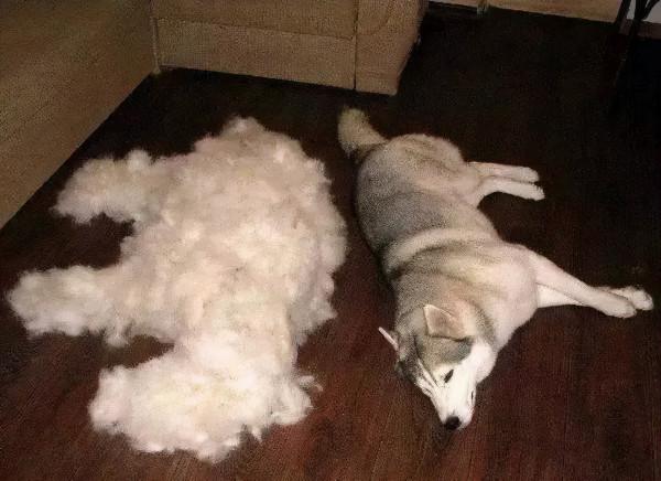 貓狗一直掉毛，兇手竟是我自己？