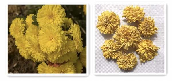 延壽客——菊花的藥用功效