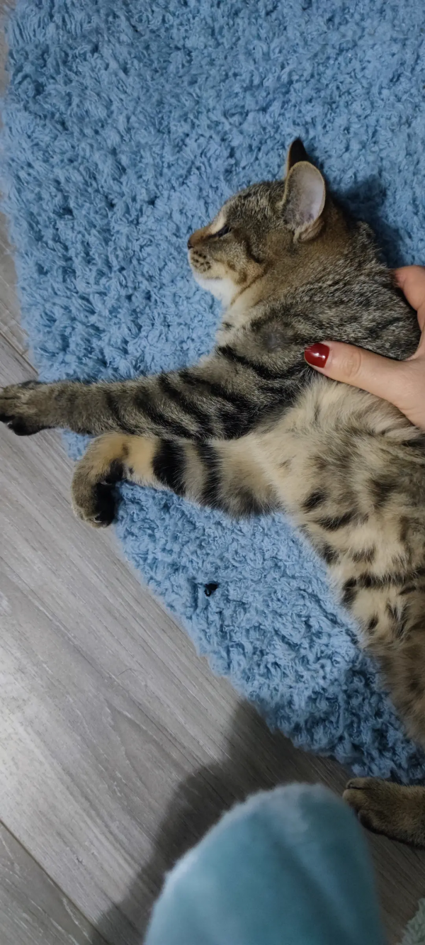 終於有貓了我太開心了啊啊啊啊