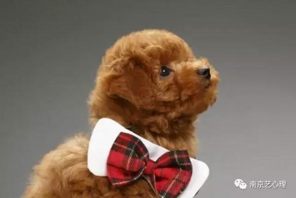 一隻叫阿爾法的狗