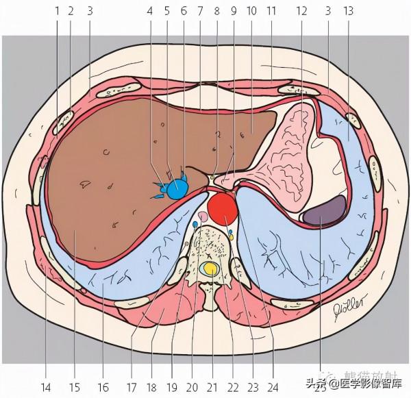 CT斷層解剖圖譜最全總結「推薦收藏」 CT斷層解剖圖譜最全總結「推薦收藏」