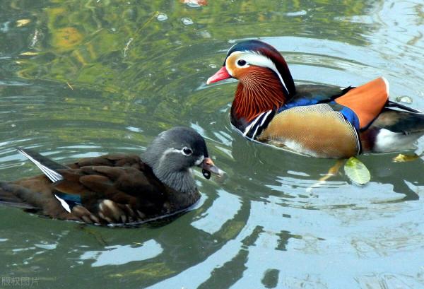 大自然之美——鴛鴦鳥