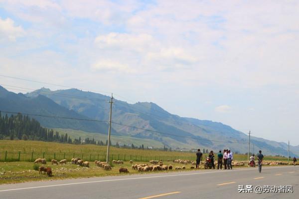 大唐小唐歷險記—返回蜜蜂小鎮加油，邂逅移動中的大唐草原牧歌