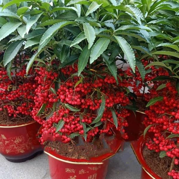 17大&OpenCurlyDoubleQuote;吉祥花&rdquo;，寓意深遠，有的高階大氣，有的呆萌可愛