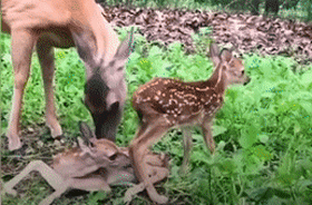 大金毛11年前救了一頭母鹿，結果它每年都會帶著娃上門找狗子幫忙