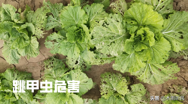 種植白菜,跳甲蟲危害大,怎樣防治?用什麼農藥效果好? 種植白菜,跳甲蟲危害大,怎樣防治?用什麼農藥效果好?