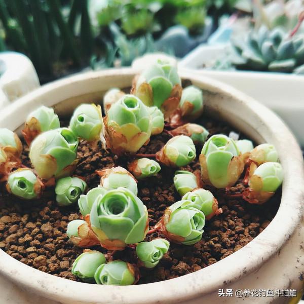 永不凋謝的多肉山地玫瑰,滿足“生長習性”,葉片飽滿又緊湊 永不凋謝的多肉山地玫瑰,滿足“生長習性”,葉片飽滿又緊湊