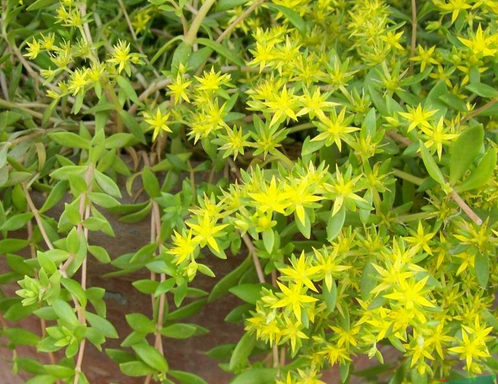 小盆栽，大用處！家裡就養這7種“健康花”，關鍵時刻幫大忙