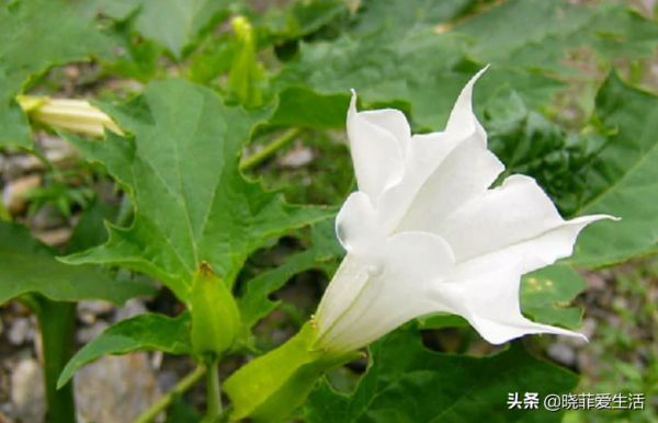 漂亮的有毒花！認識20種“大毒花”，遠離危險