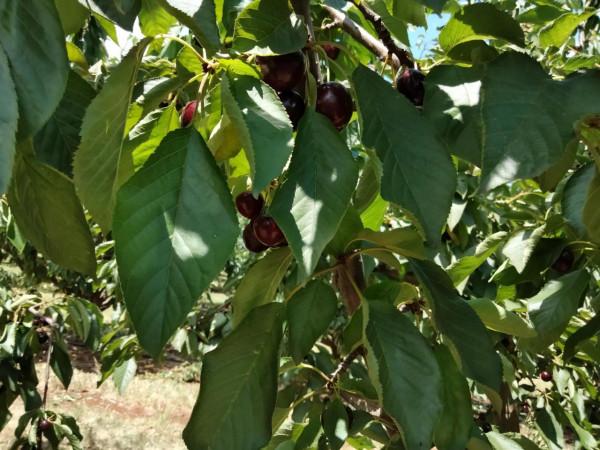 全家歡遊覽，快樂採櫻桃：漢英雙語對照