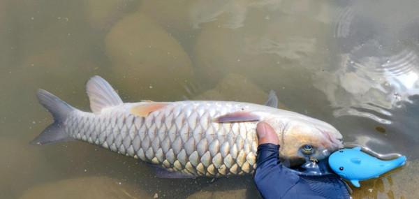 軍魚？廣東釣魚人，溪流釣起兩條大魚，體型像草魚但很兇猛