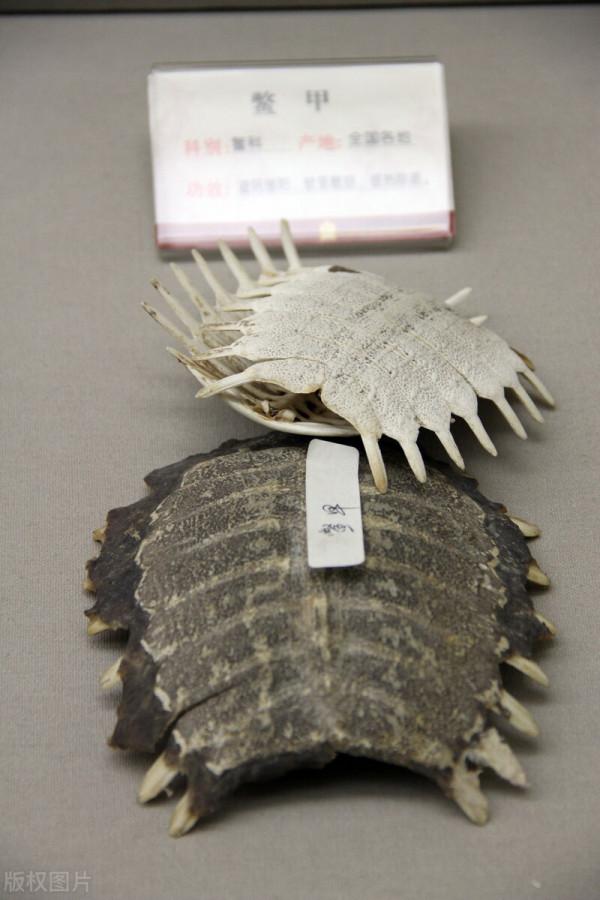 抗衰老的中藥（四十五）