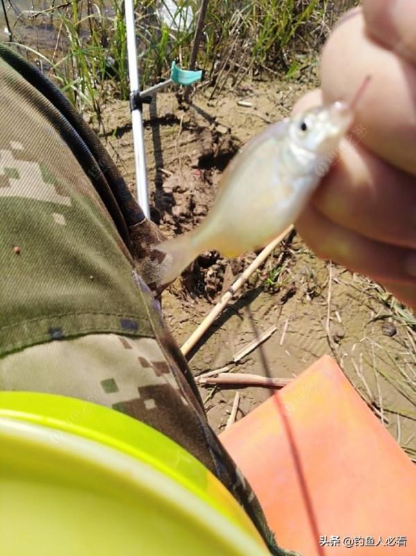 晨釣一不小心捅了鰟鮍窩