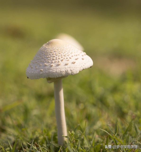 鬼才,水瓶座 鬼才,水瓶座