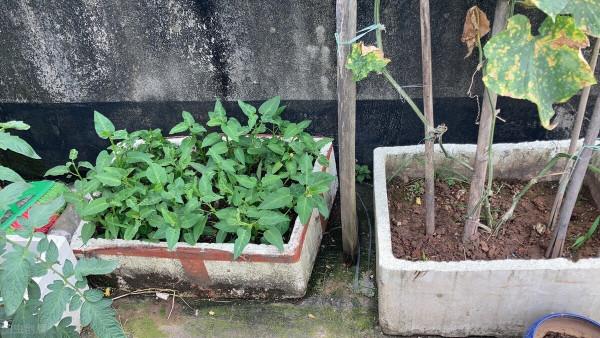 泡沫箱種花、種菜有毒？您使用過泡沫箱種植過嗎？