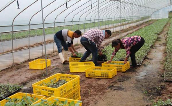 茄子、辣椒秧，什麼時候培育最佳？要根據民間的24節氣諺語嗎？