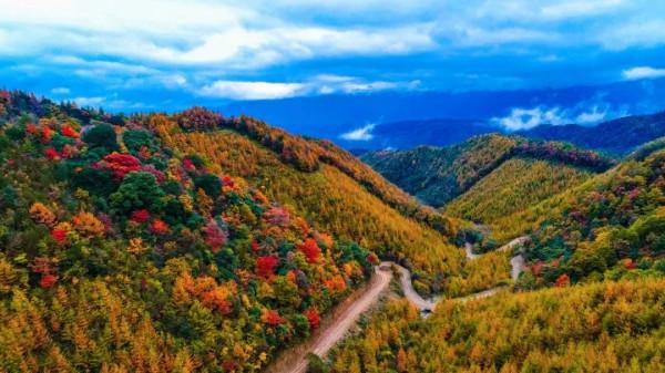 彩林之秋 | 觀山觀水觀紅葉,來旺蒼尋“醉”美秋色~ 彩林之秋 | 觀山觀水觀紅葉,來旺蒼尋“醉”美秋色~